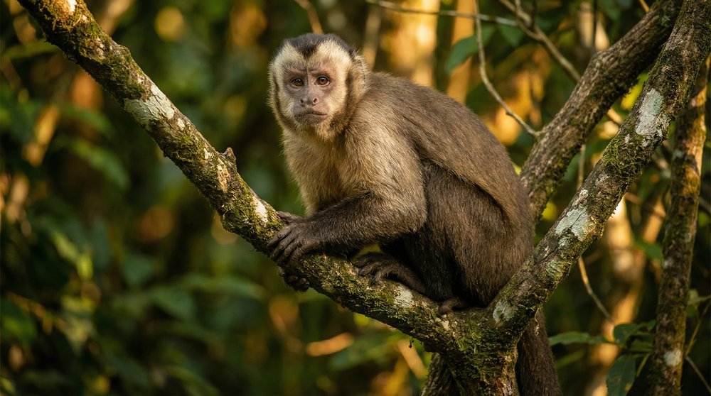 Origem da expressão cada macaco no seu galho: macaco em galho de árvore evocando a metáfora do território próprio e da competência natural